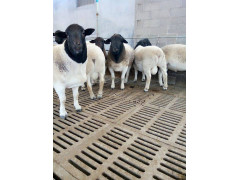 供应新疆阿克苏多胎黑头杜泊羊繁殖大母羊养殖场