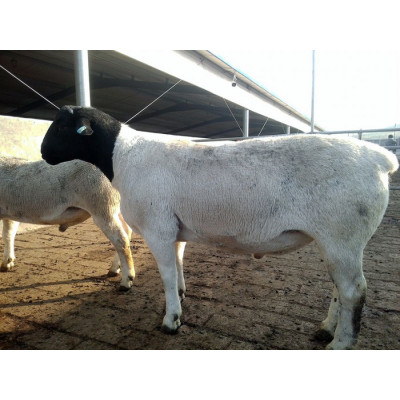 供应新疆喀什哪里有多胎杜寒杂交羊一代怀孕母羊建成养殖场