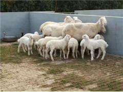 供应新疆策勒县鲁西南多胎高产小尾寒羊怀孕大母羊多少钱