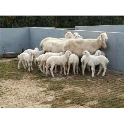 供应新疆策勒县鲁西南多胎高产小尾寒羊怀孕大母羊多少钱