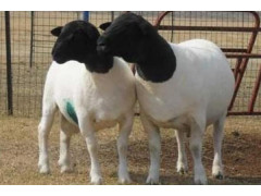 供应阿克苏多胎黑头杜泊羊多少钱一只阿克苏哪里有养殖杜泊绵羊的