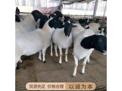 新疆澳洲白大母羊价格澳洲白绵羊种公羊多胎肉羊规模养殖管理技术