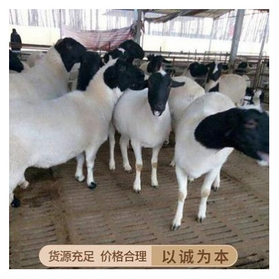 新疆澳洲白大母羊价格澳洲白绵羊种公羊多胎肉羊规模养殖管理技术