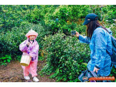 苏州青少年社会实践户外拓展自然探索春日亲子采茶体验活动报名中